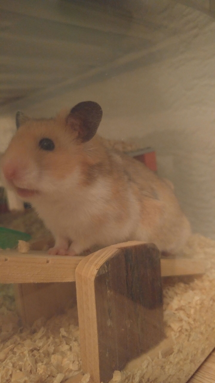 Hamster