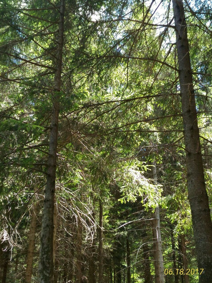 forest