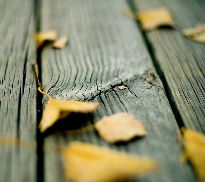Leafs of autumn