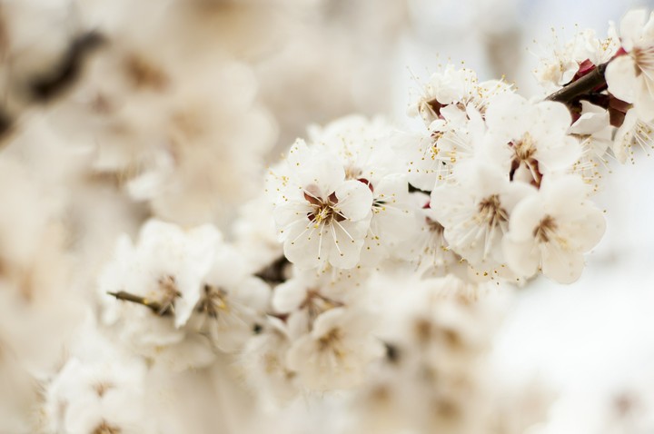 spring