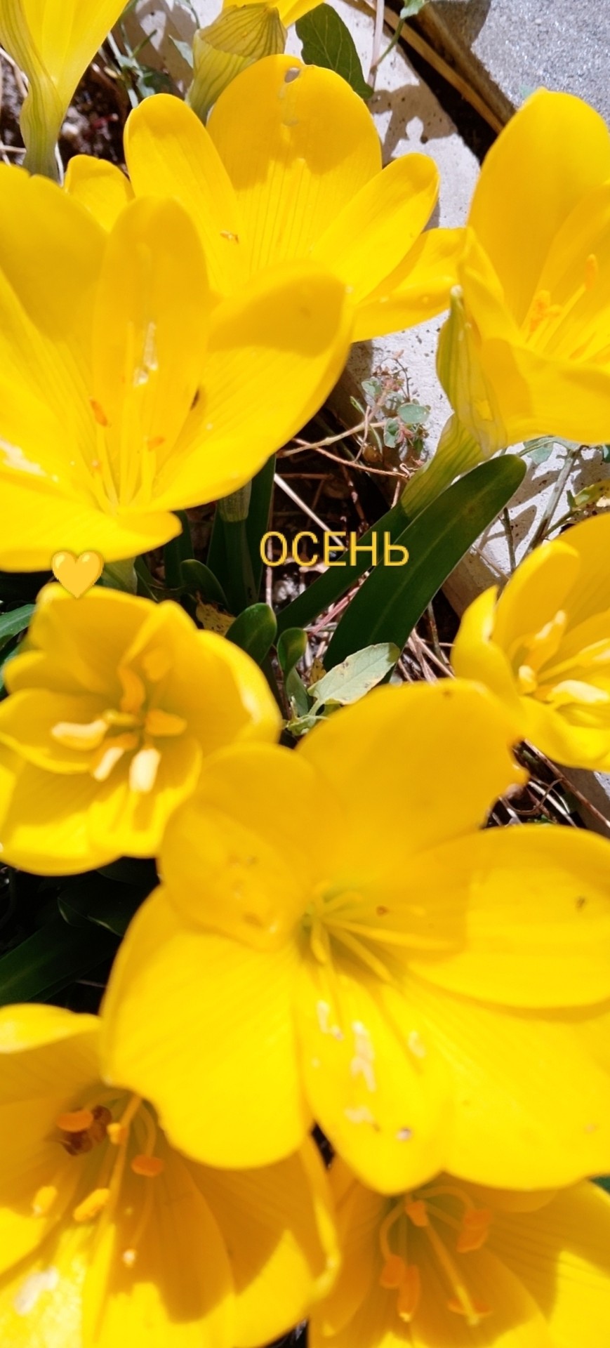 ταπετσαρίες Yellow, lilies