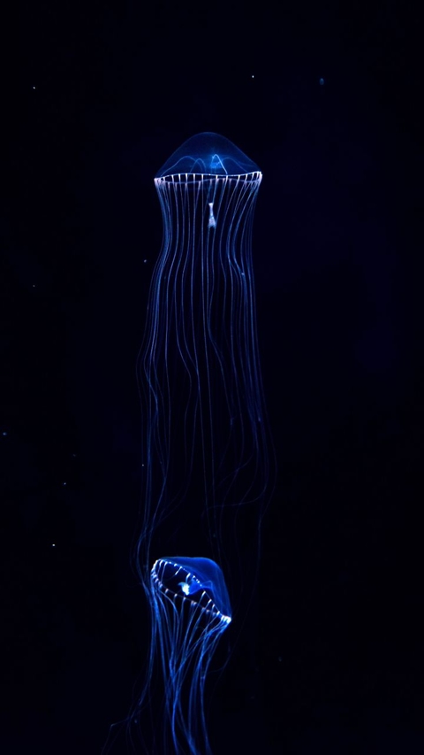 тапети blue, invertebrate