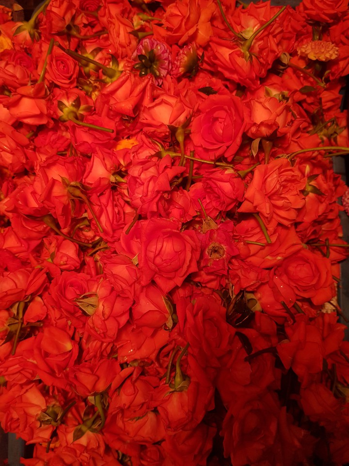 Rose Red Rose
