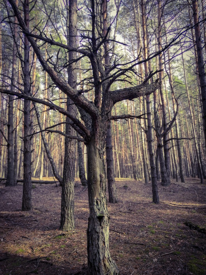 forest
