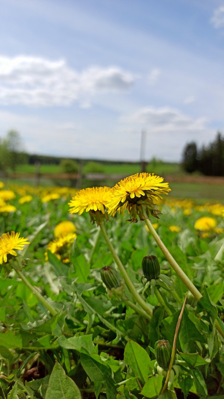 spring flowers