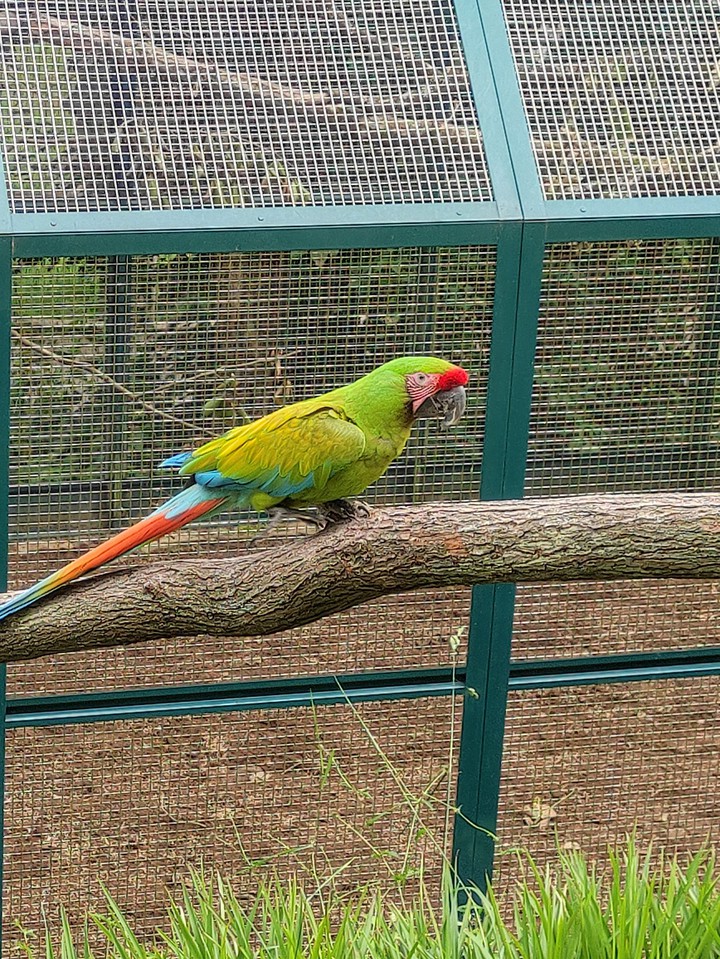 Papagei