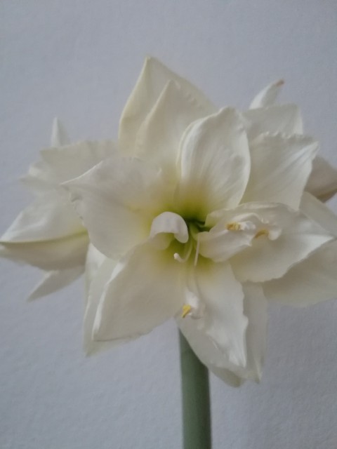 sfondi window, lily