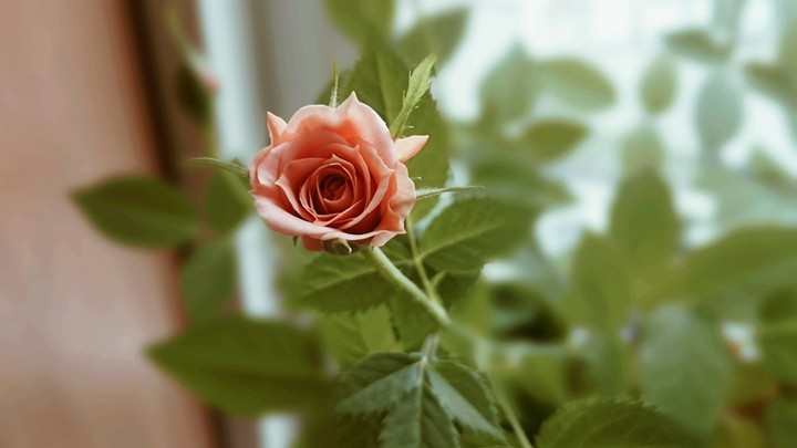 rose