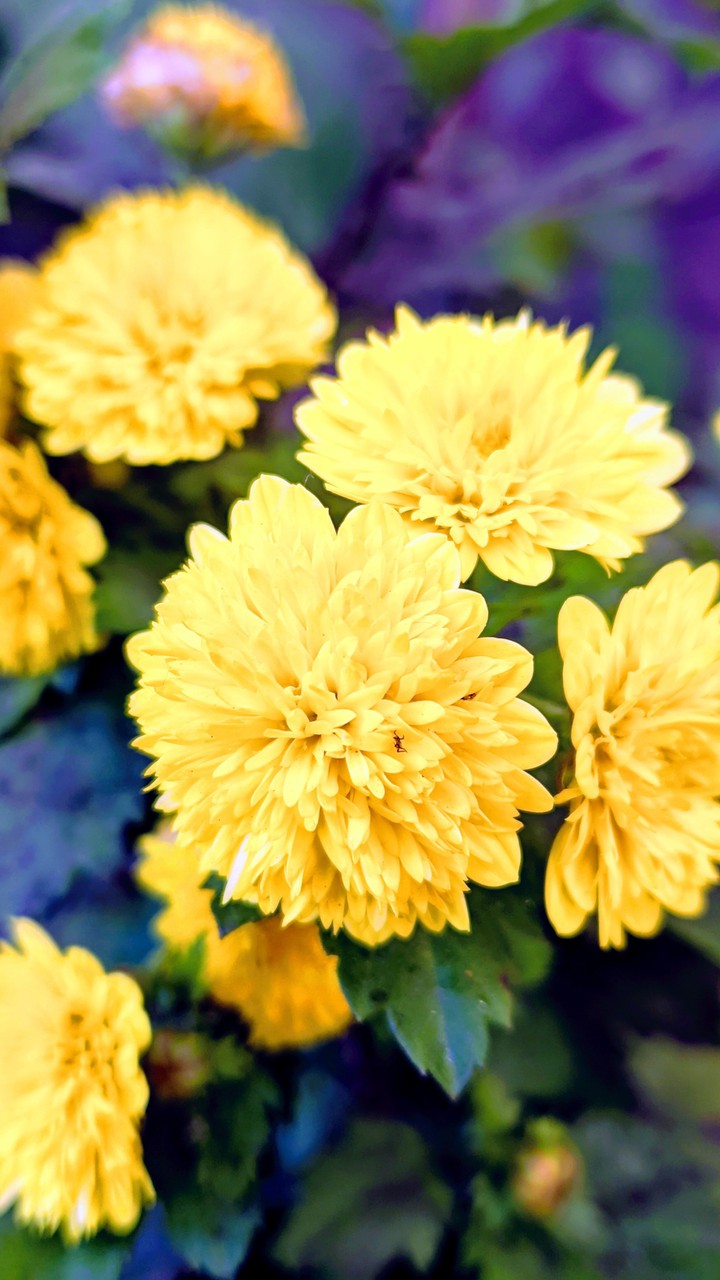 flowers