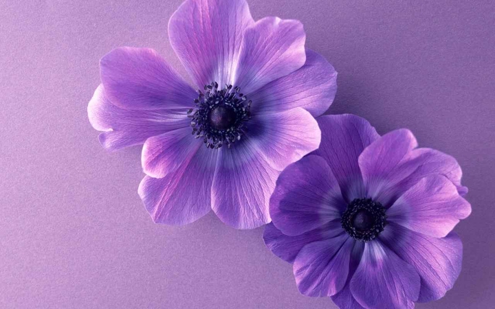 anemone.. Fialová