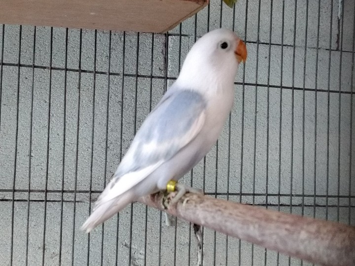 d blue​ opaline​