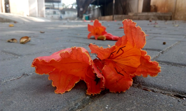 flowers