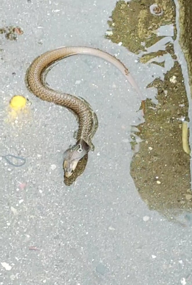 cobra