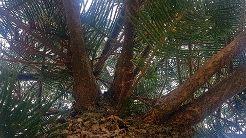 Looking Up