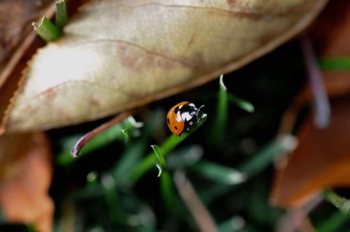 Close-up Ladybug