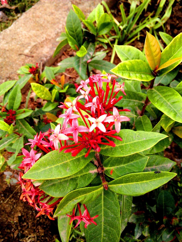 red flowers