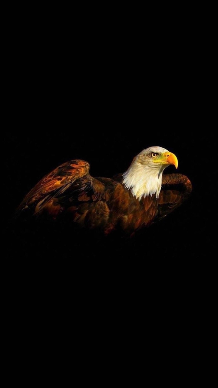 The Bird King
