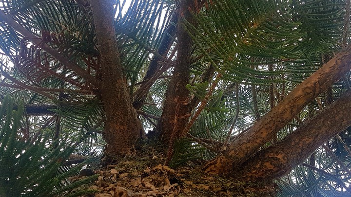 Looking Up