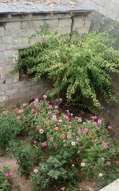mother ground garden