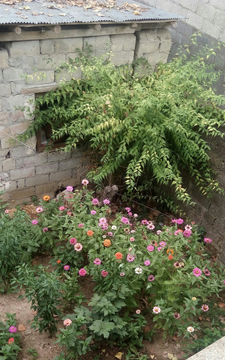 mother ground garden 