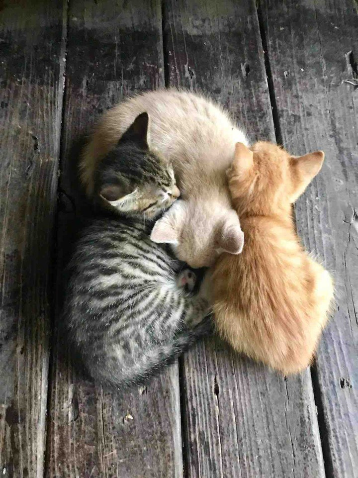 Cutes