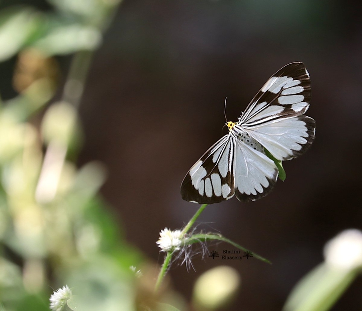 White Beauty