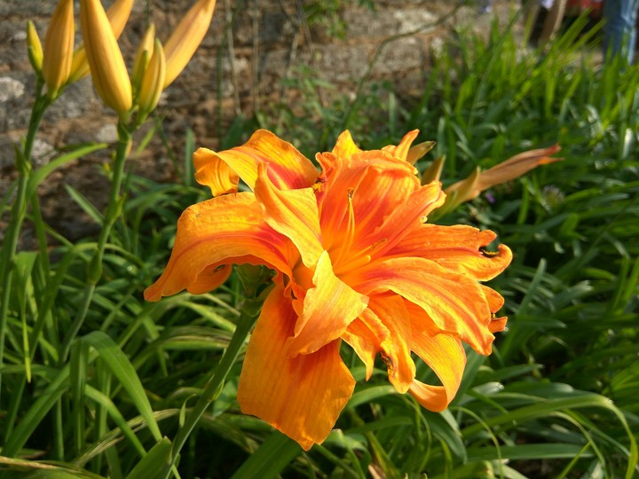 Flower