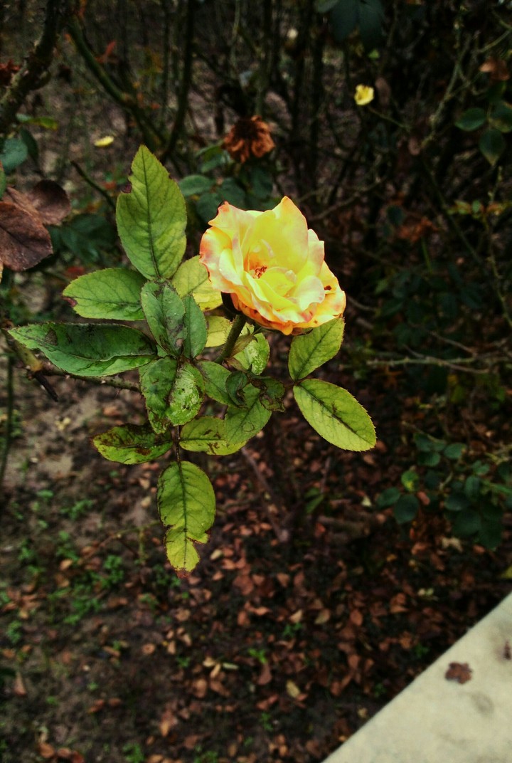 beauty