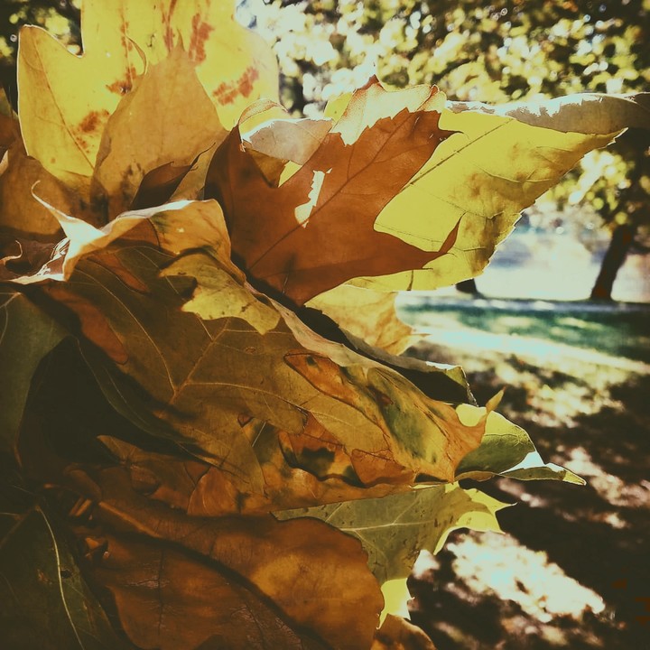 Autumn
