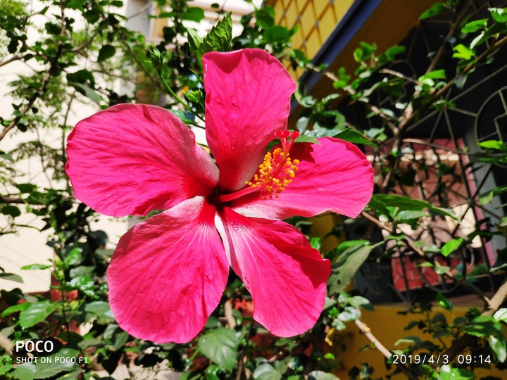 garden flower