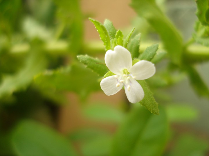 flower 4