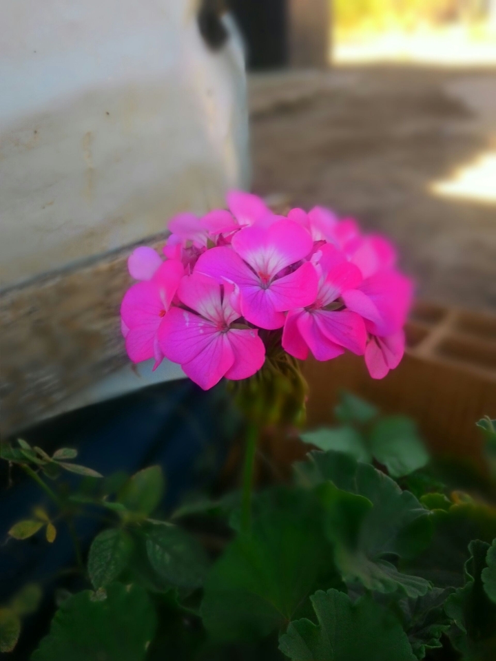 Flor