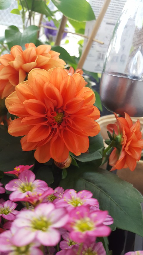 шпалери plant, flower