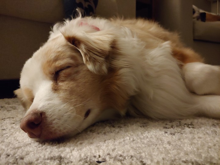 dognap1
