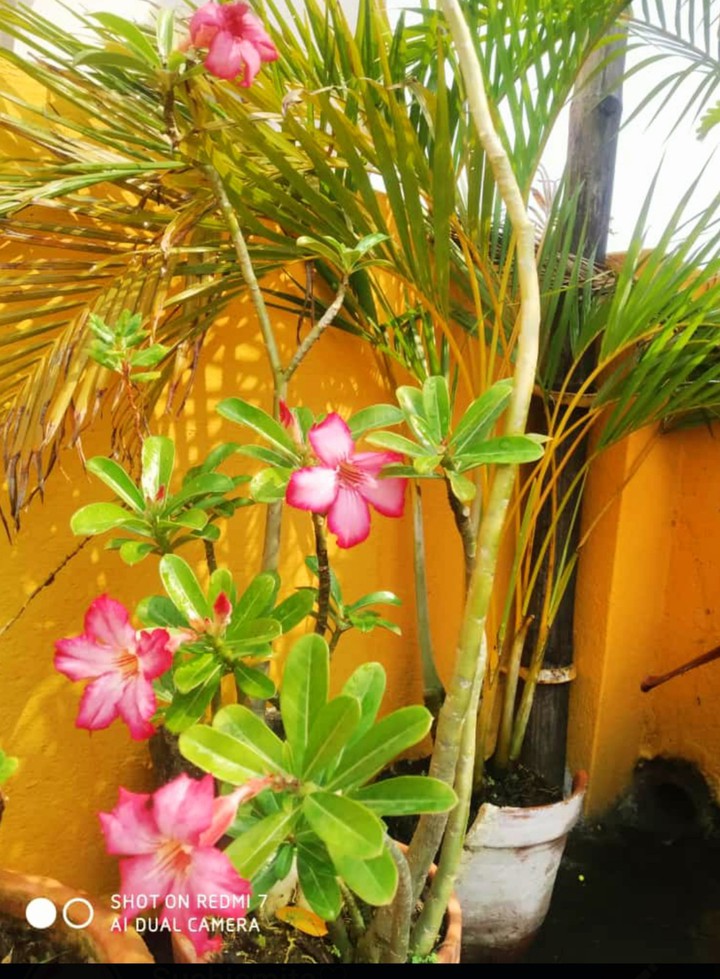 Flower plant