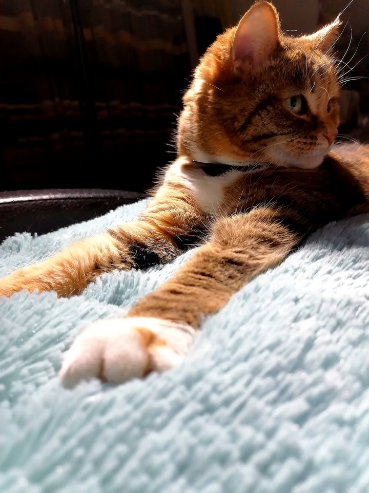 Relaxing cat