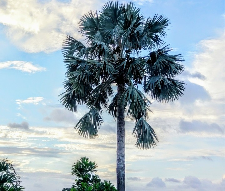 blue Bismark palm Florida