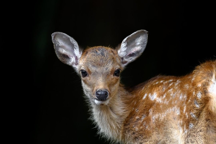 cute gazelle