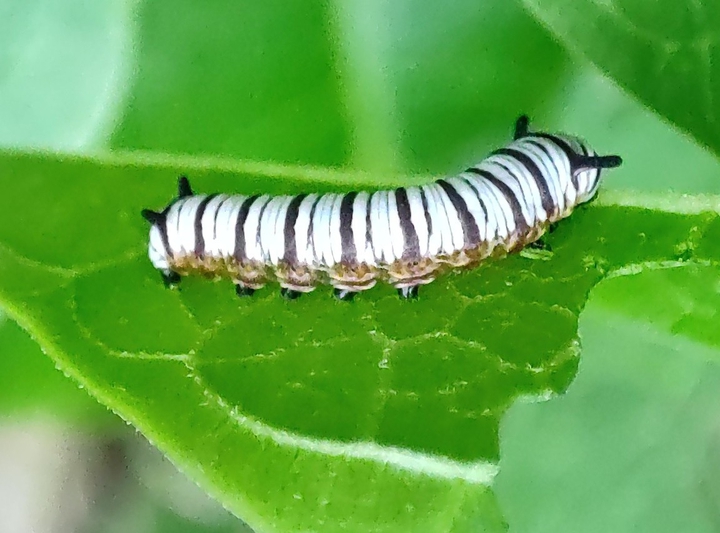 worm