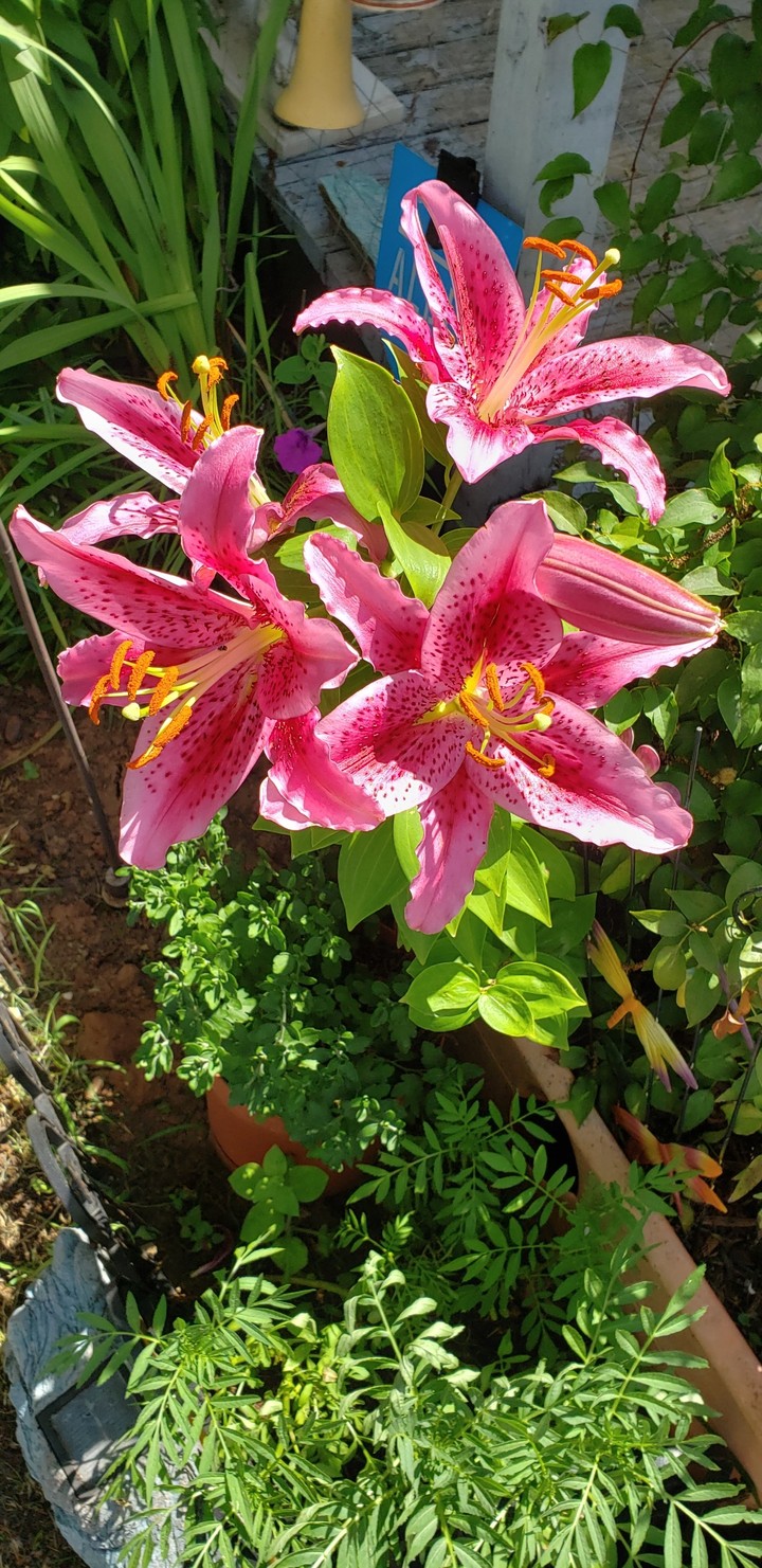 lovely lilies