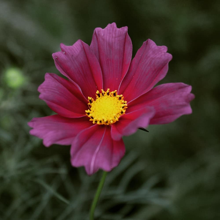 flower love