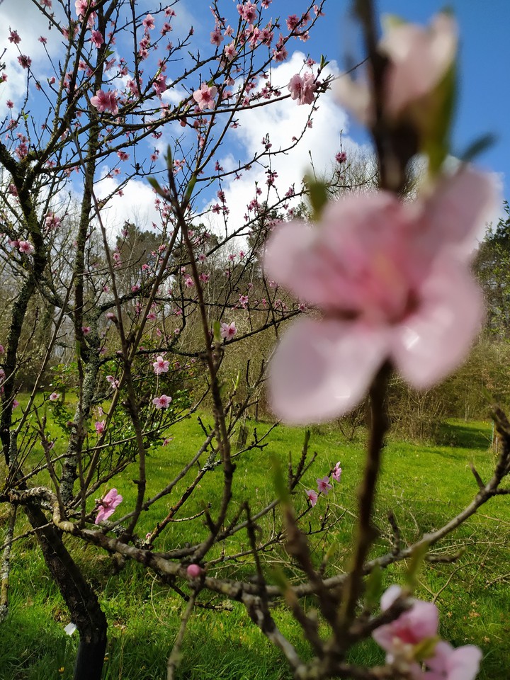 cherry tree