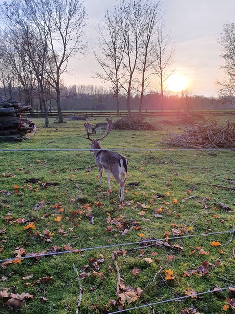 Animals in the Park ?