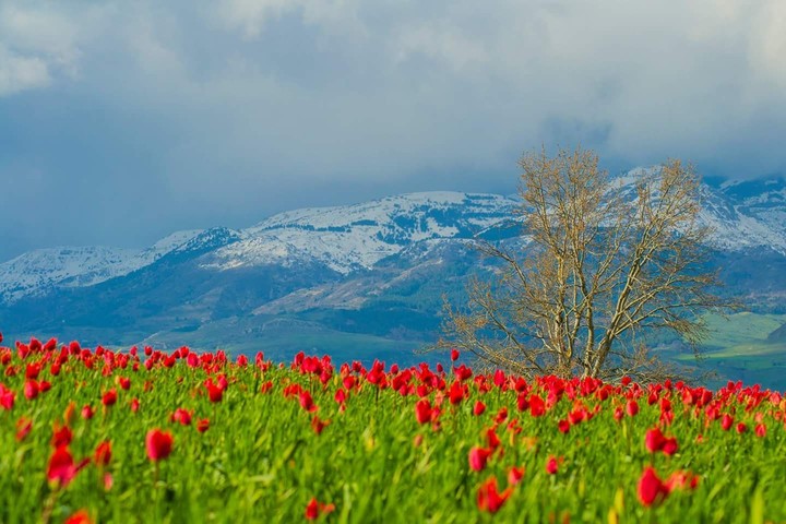 Il fascino dell'inverno e della primavera, insieme.