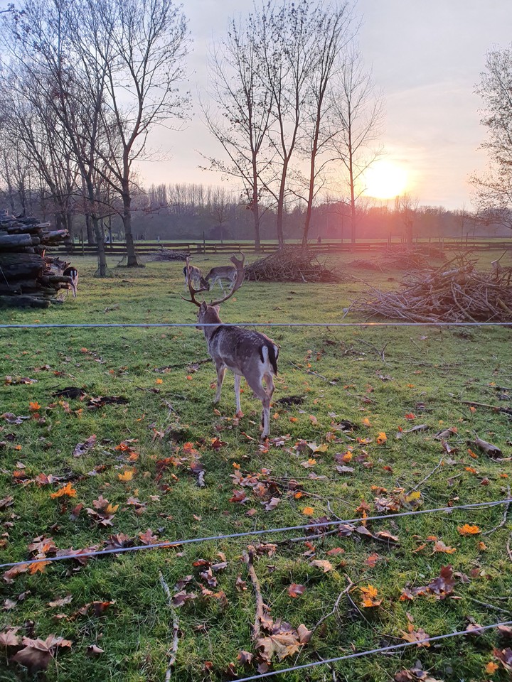 Animals in the Park ?