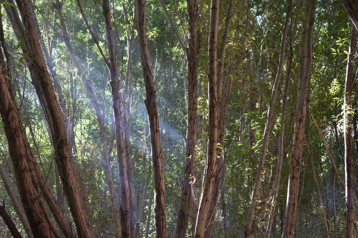 jungle