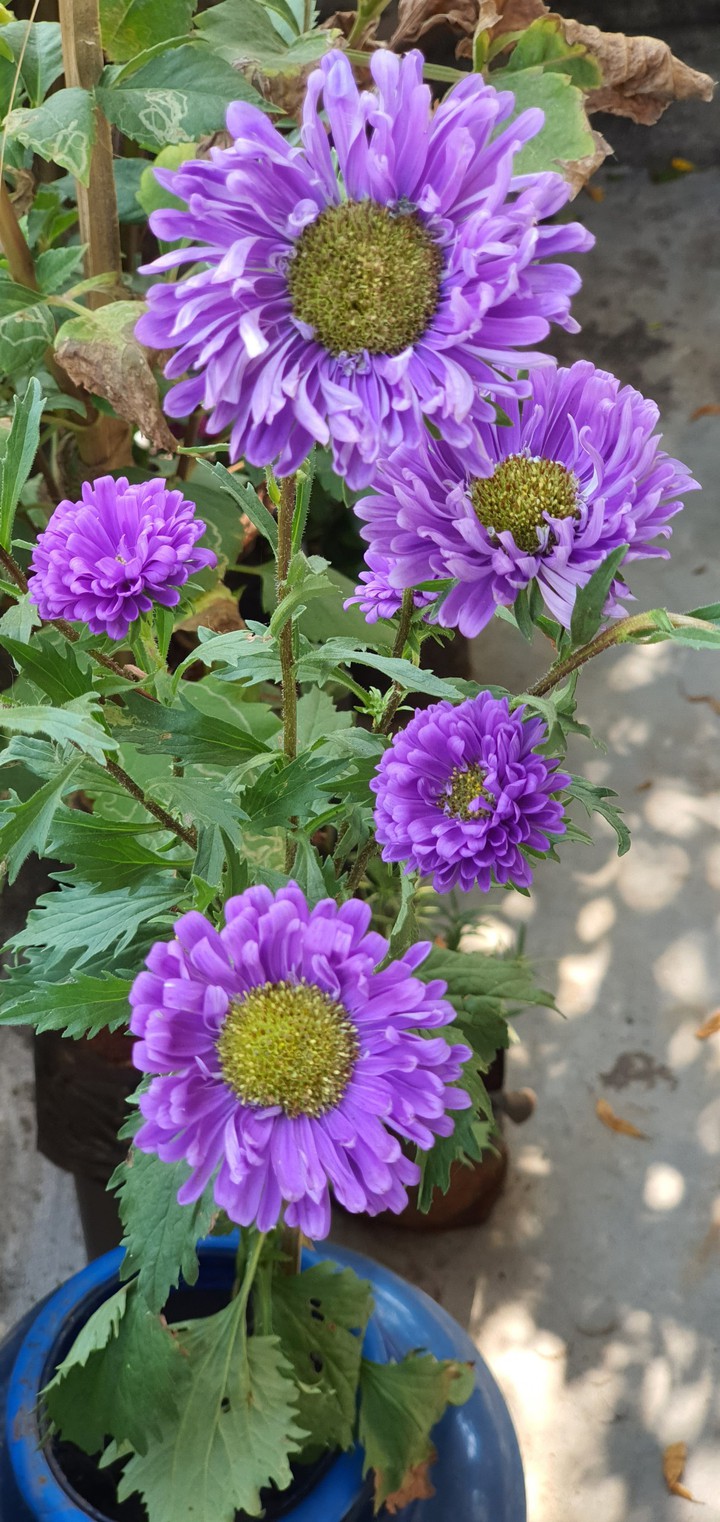 purple colour flower