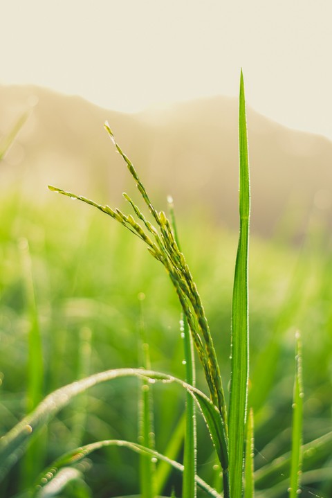 rice plant