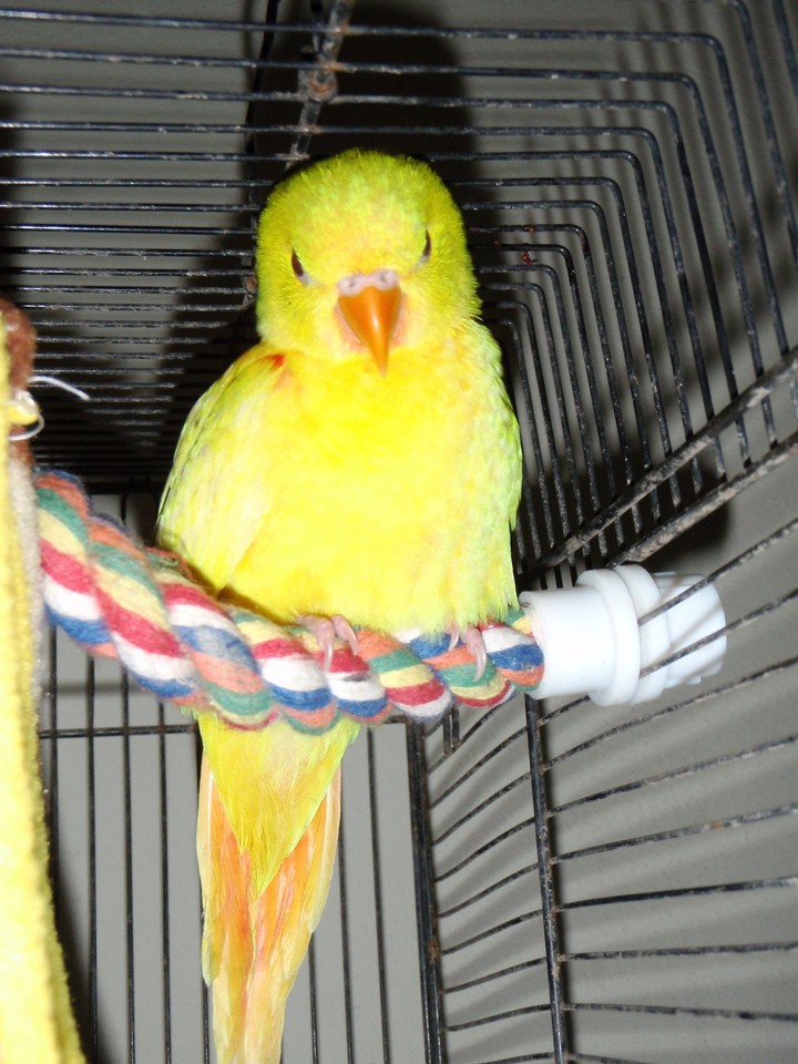 Tweety bird