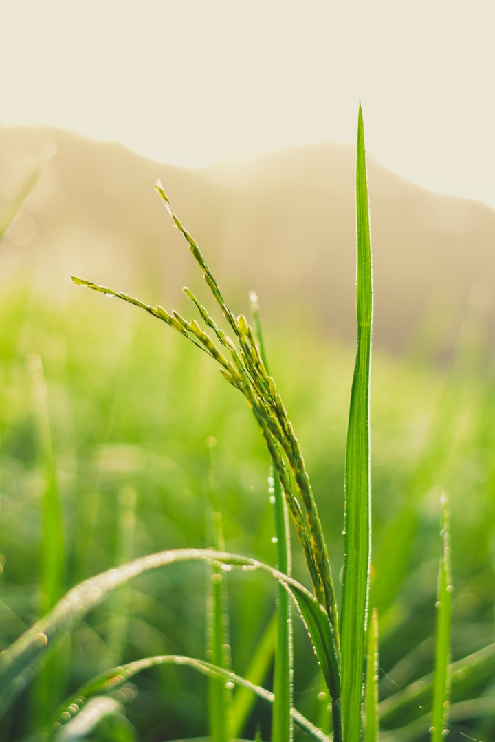 rice plant